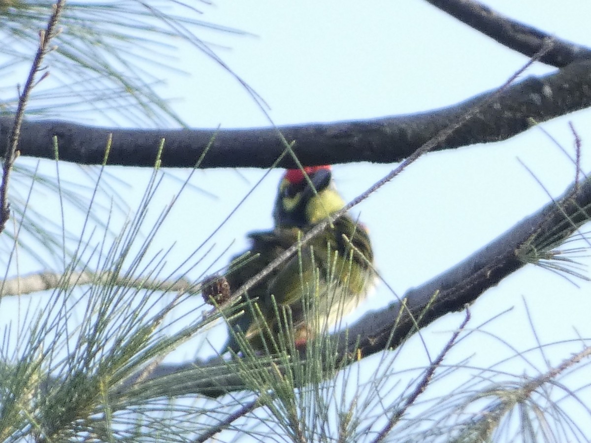 Coppersmith Barbet - ML482001041