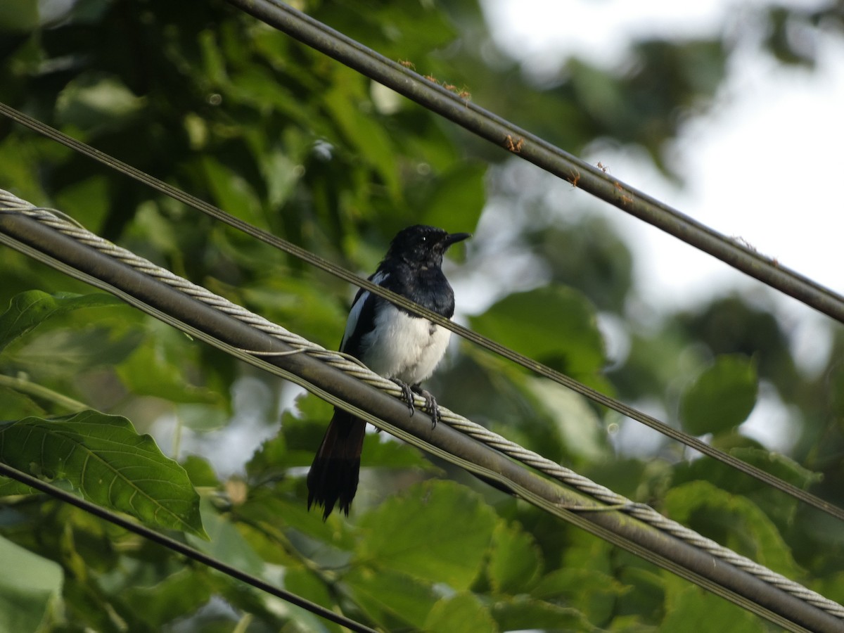 Philippine Magpie-Robin - ML482001141