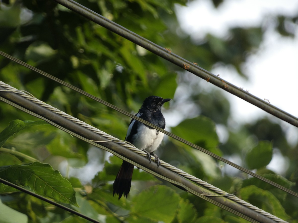 Philippine Magpie-Robin - ML482001161