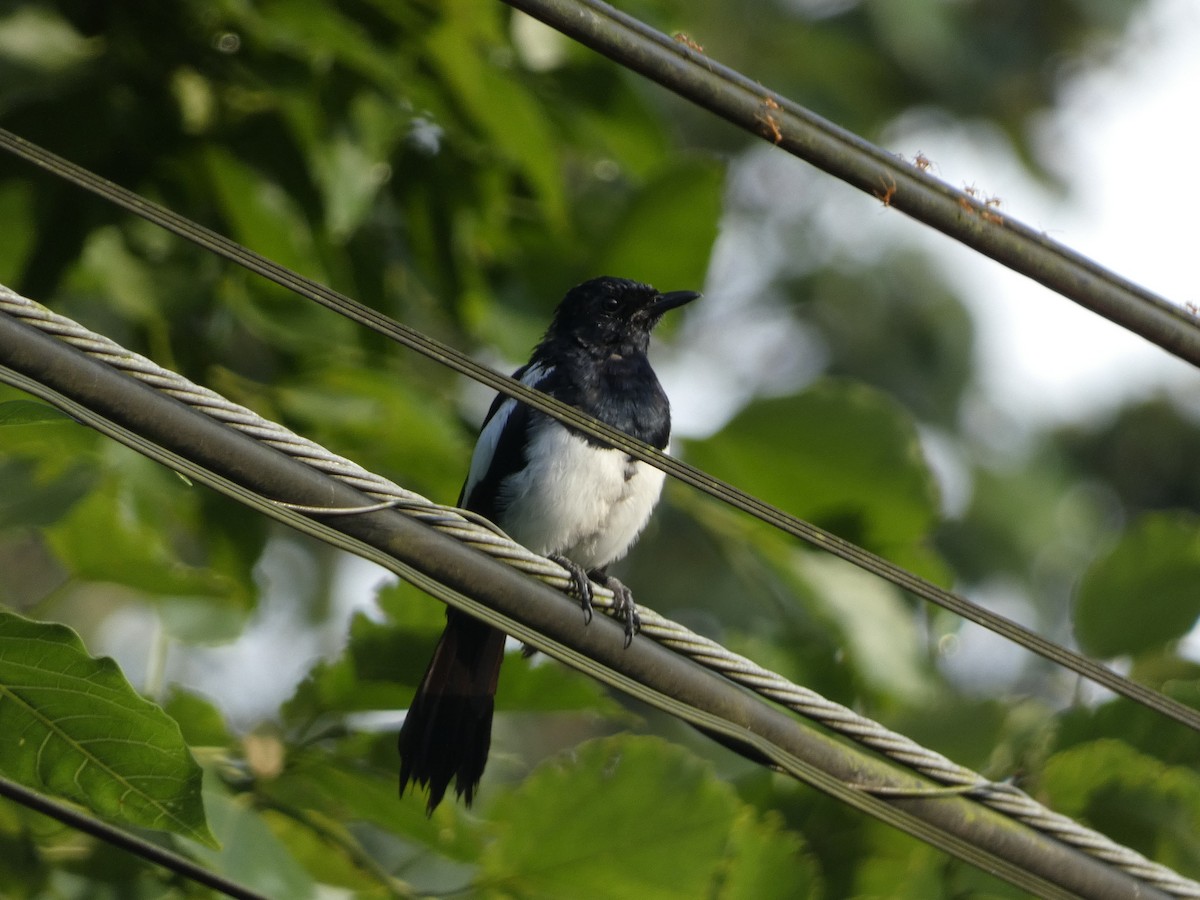 Philippine Magpie-Robin - ML482001171