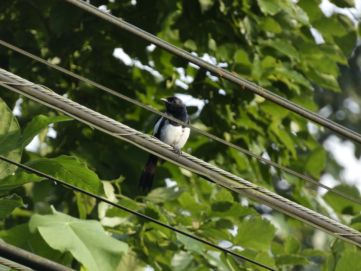 Philippine Magpie-Robin - ML482001181