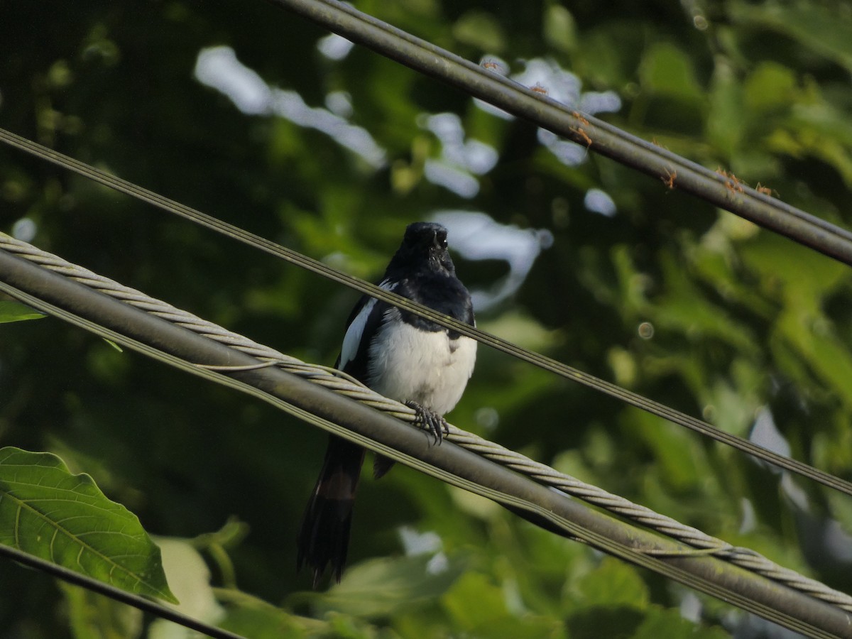 Philippine Magpie-Robin - ML482001191