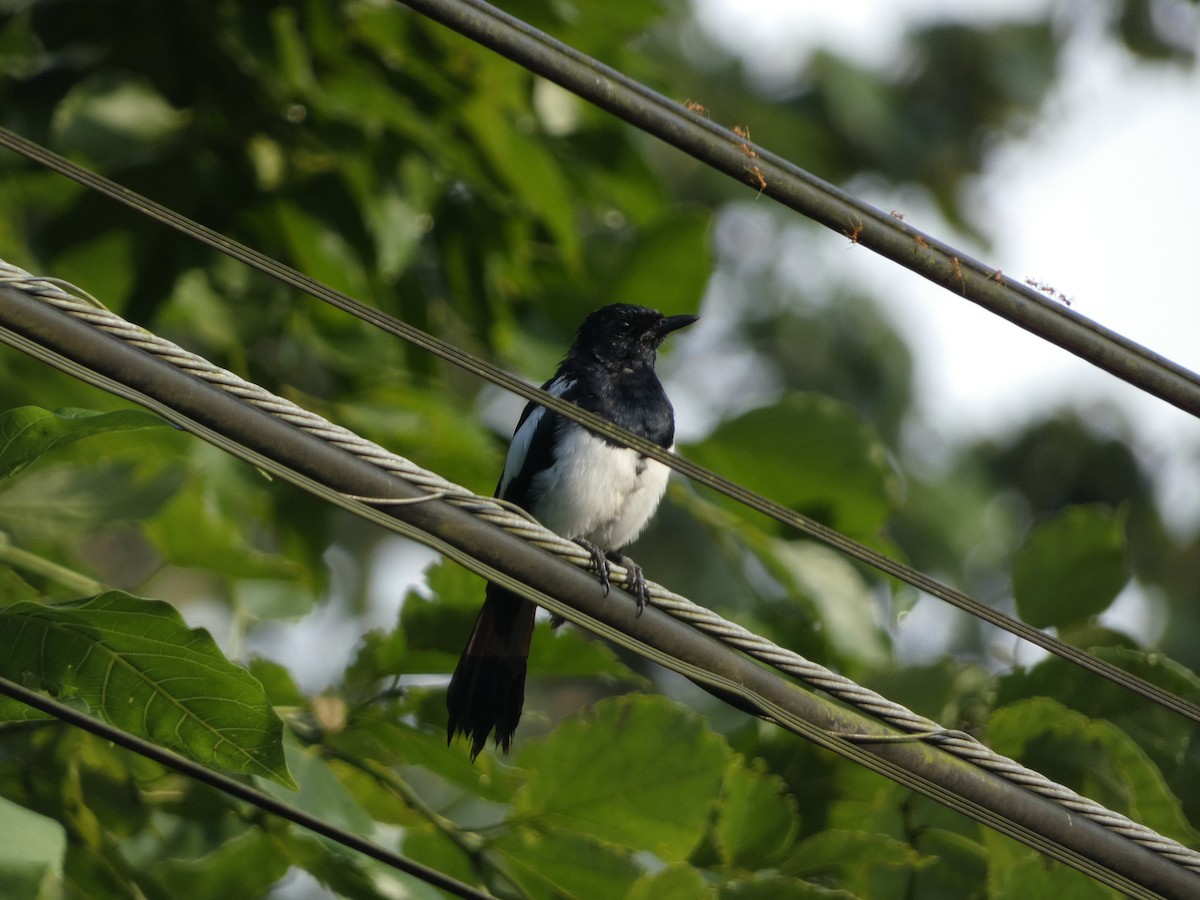 Philippine Magpie-Robin - Noah Riggins