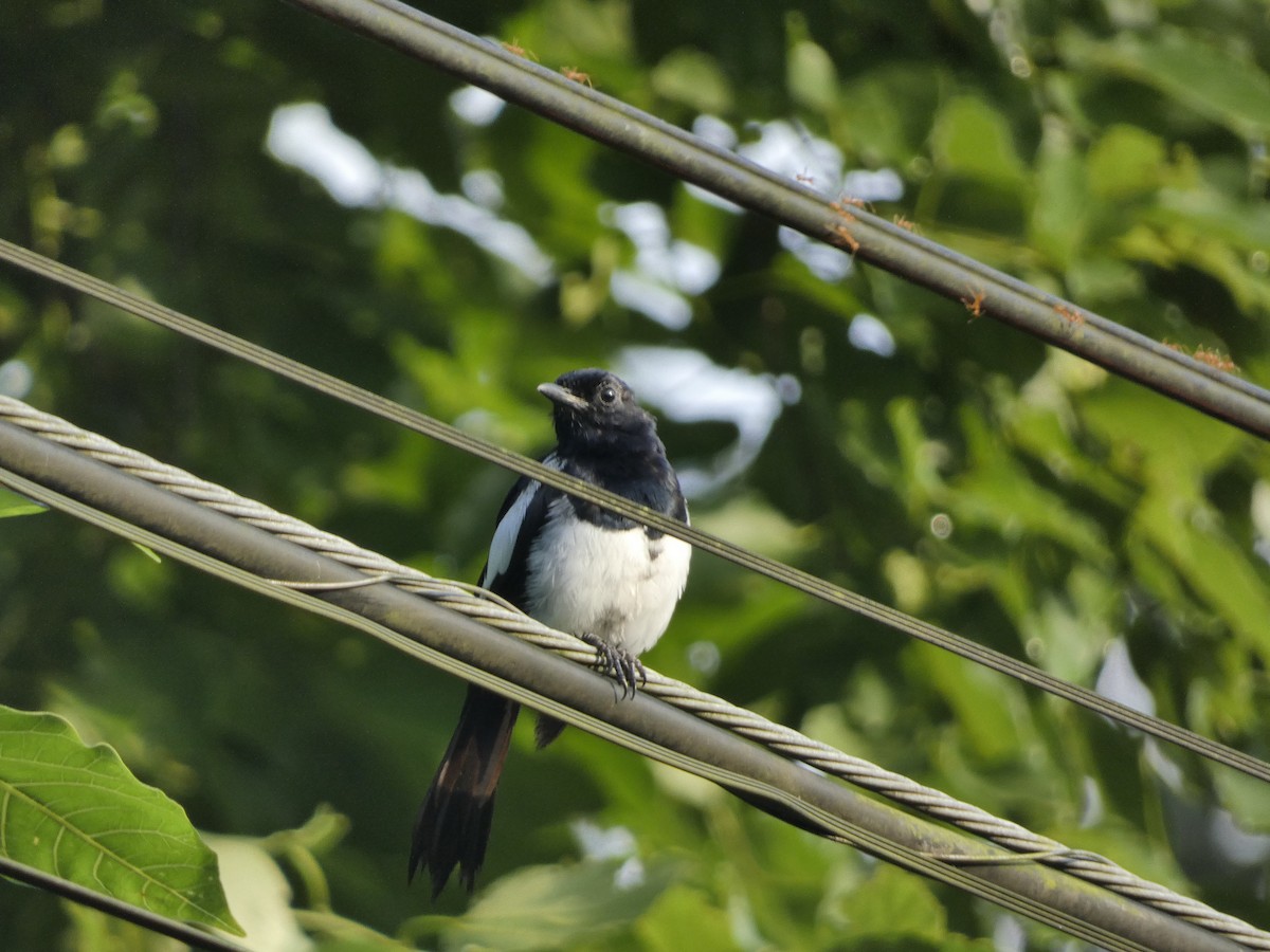 Philippine Magpie-Robin - ML482001211