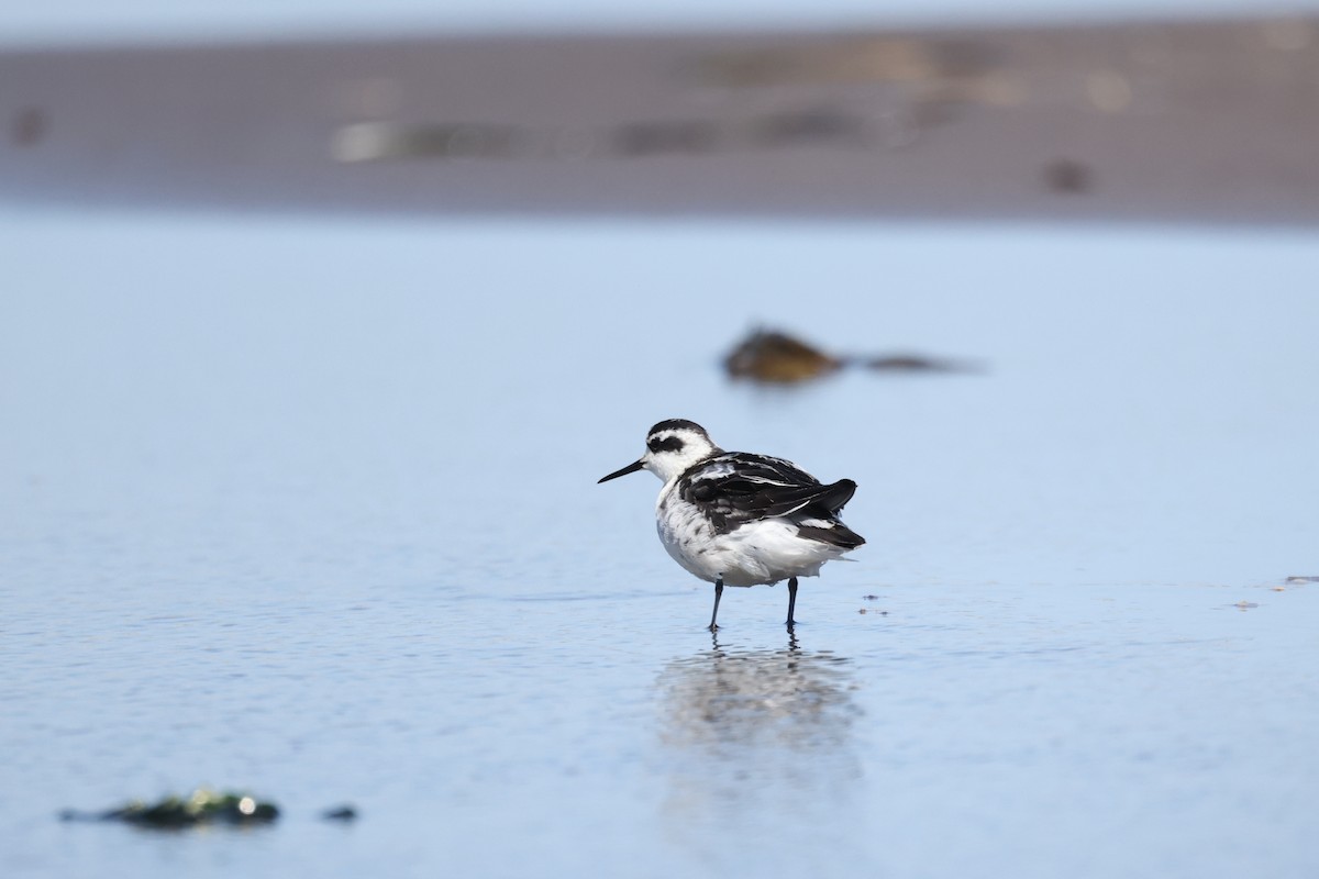 Red-necked Phalarope - ML482001271