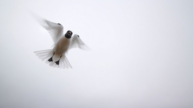 Sabine's Gull - ML482002