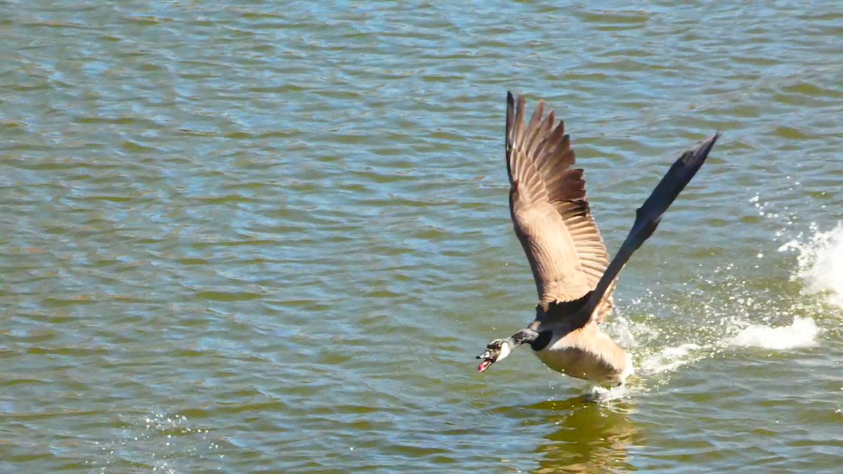 Canada Goose - Noah Riggins