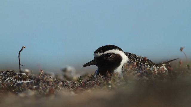 American Golden-Plover - ML482003