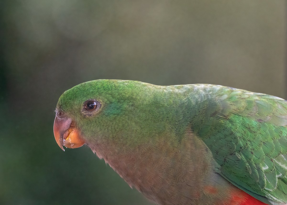 Australian King-Parrot - Julie Clark