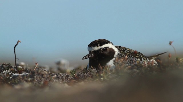 American Golden-Plover - ML482004