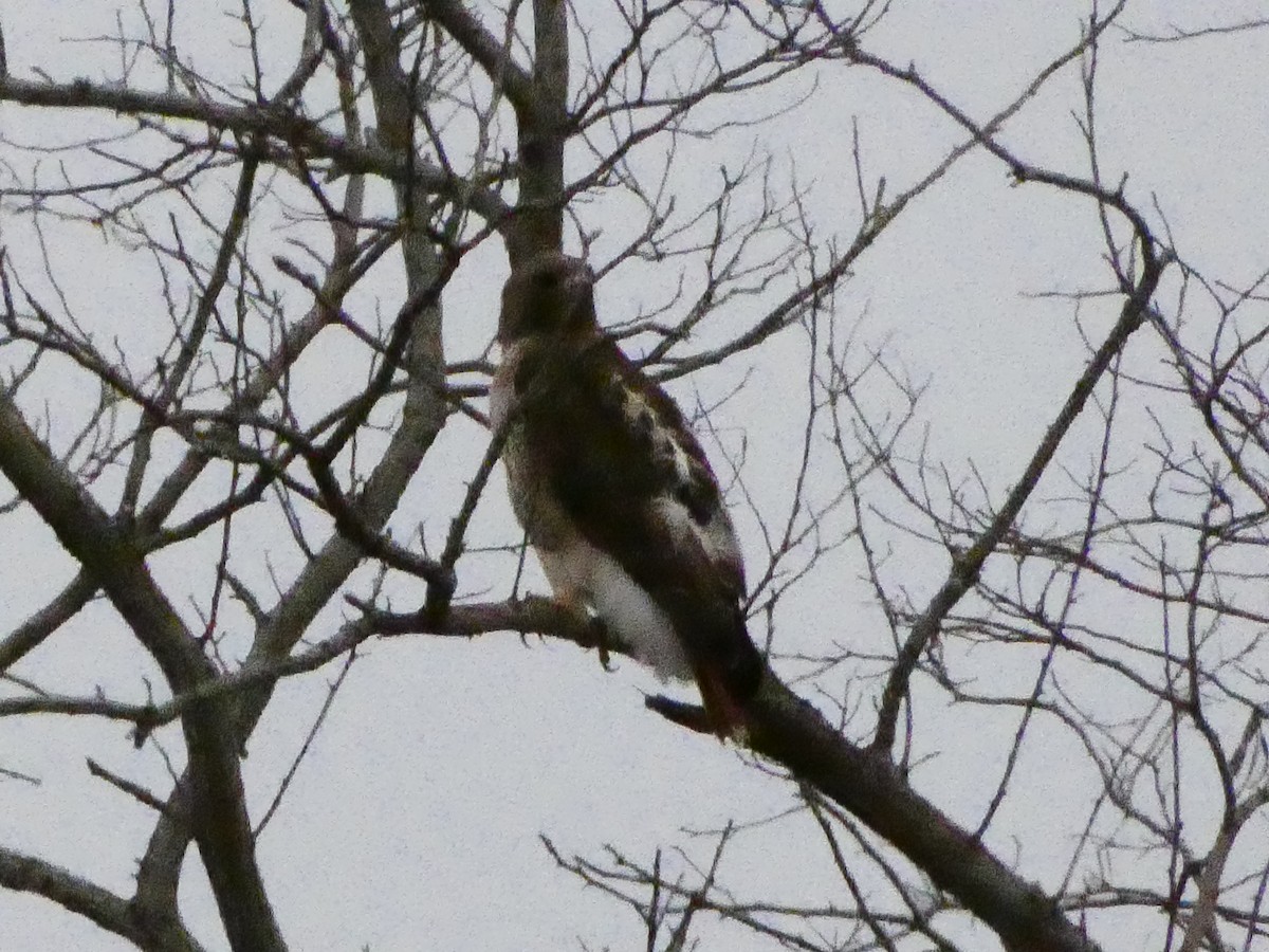 Red-tailed Hawk - ML482004231