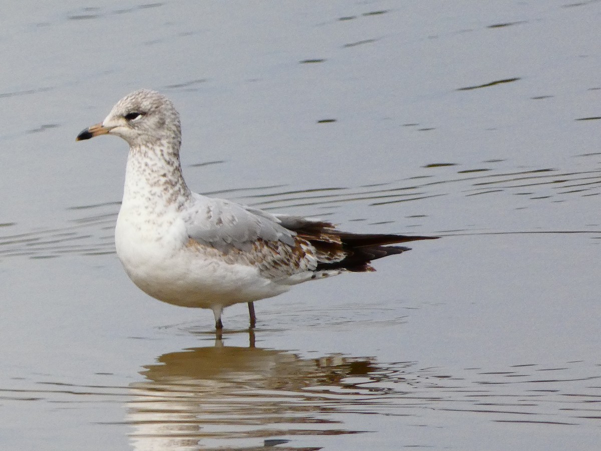 Ring-billed Gull - ML482004651