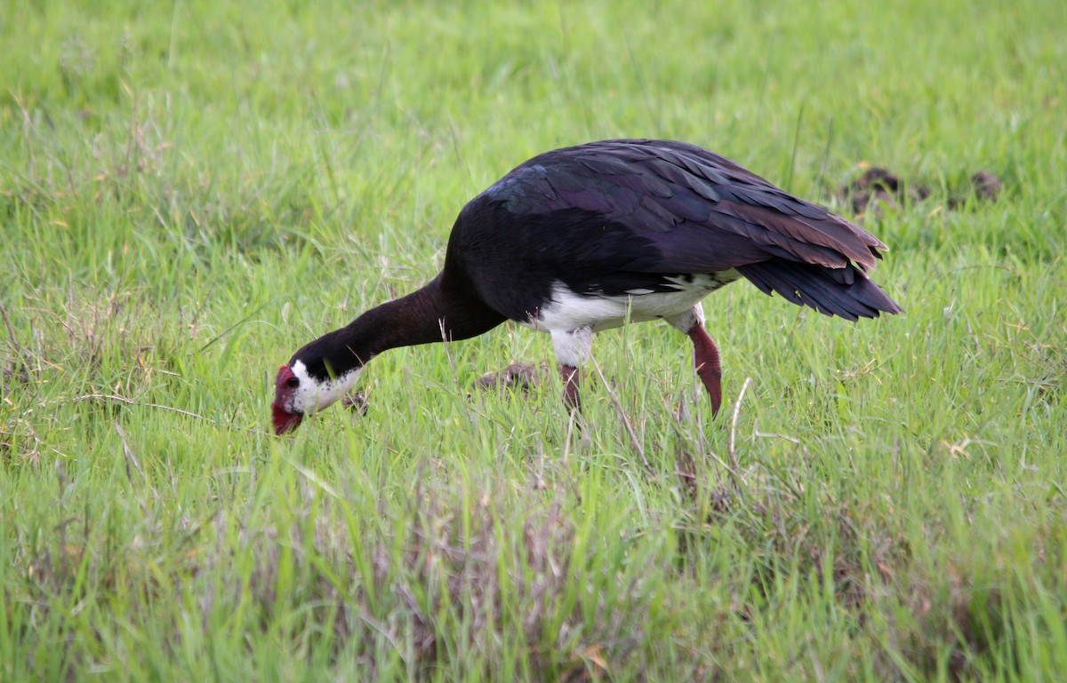 Spur-winged Goose - ML482004931