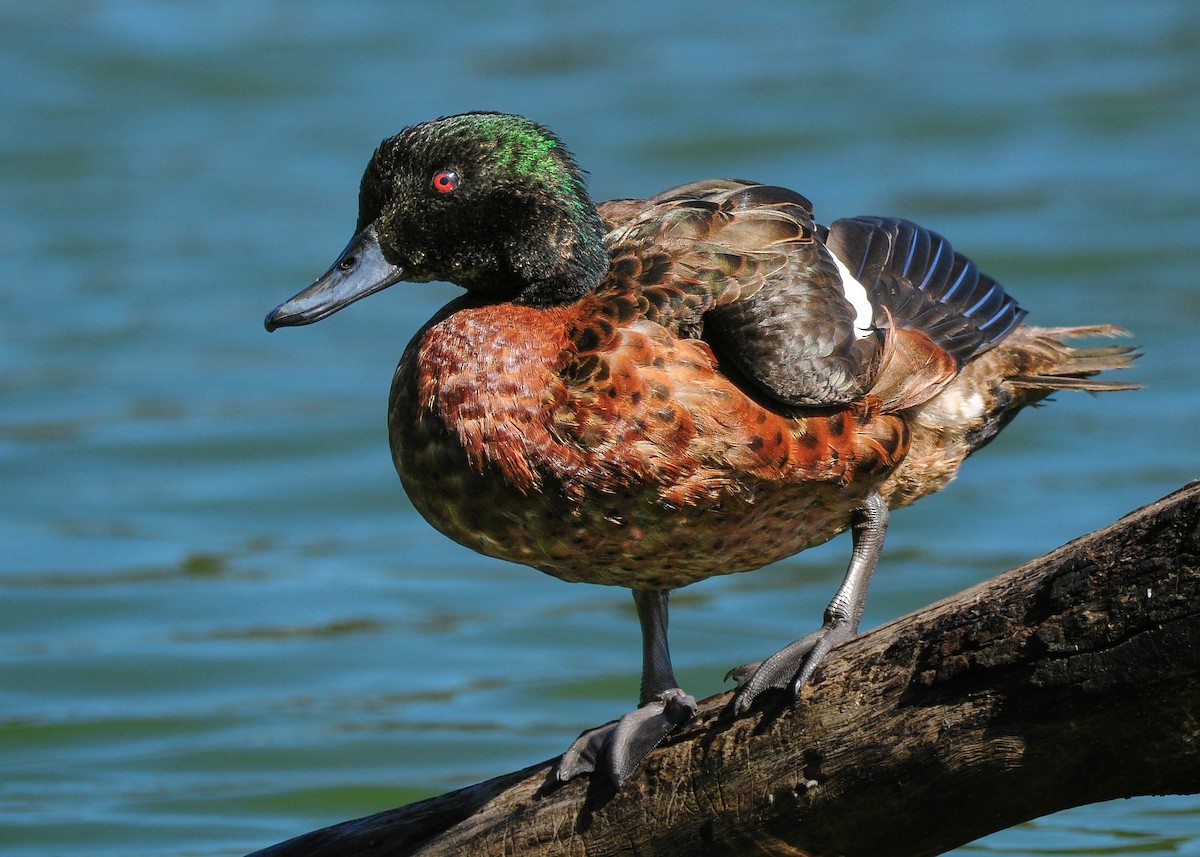 Chestnut Teal - ML482005221