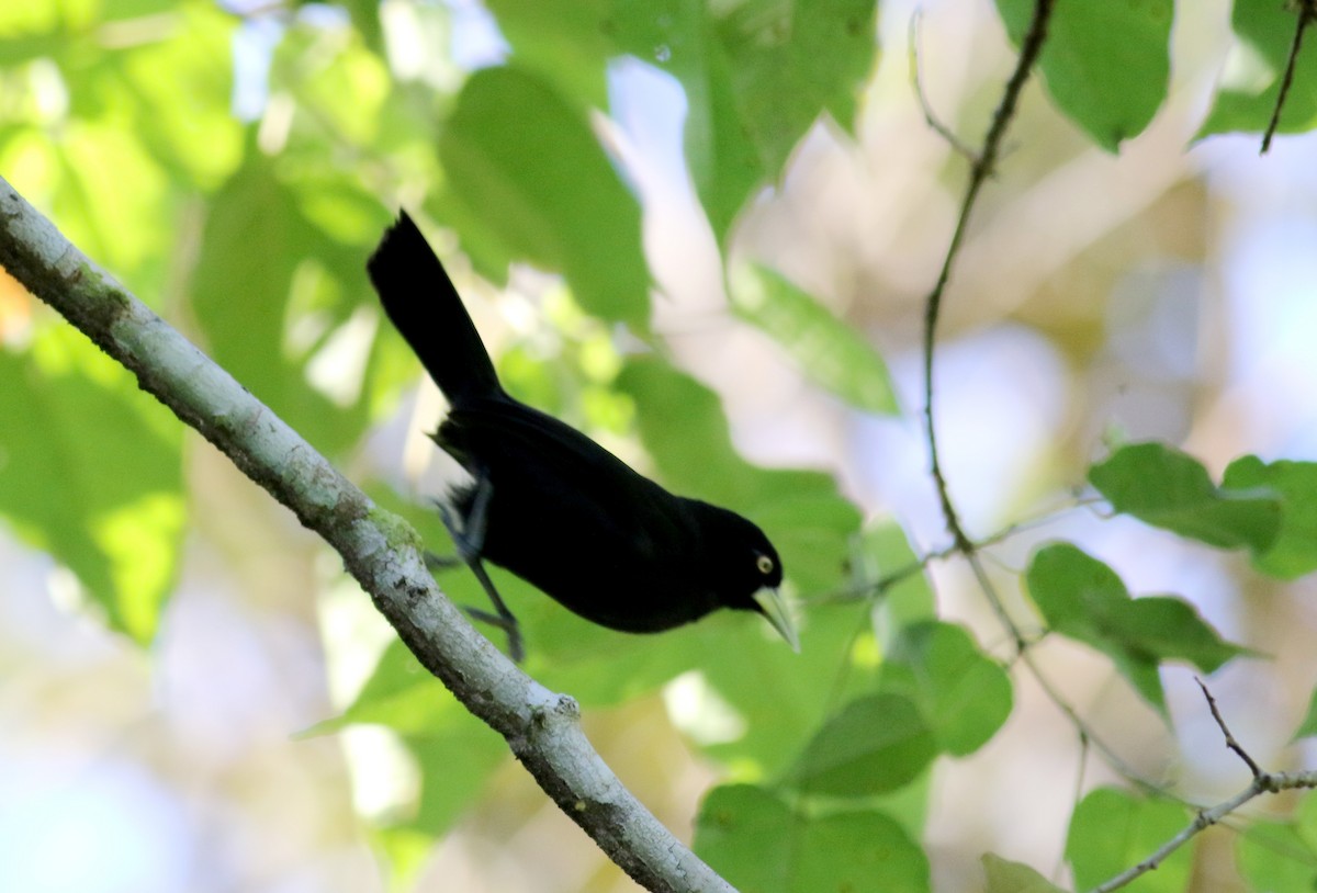 Yellow-billed Cacique (Prevost's) - ML48200541