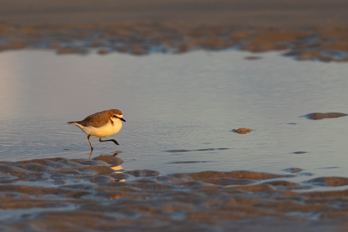Red-capped Plover - Dana Cameron