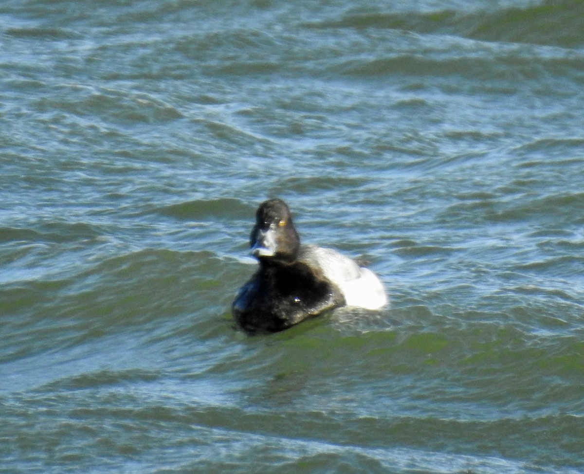 Lesser Scaup - ML48200551