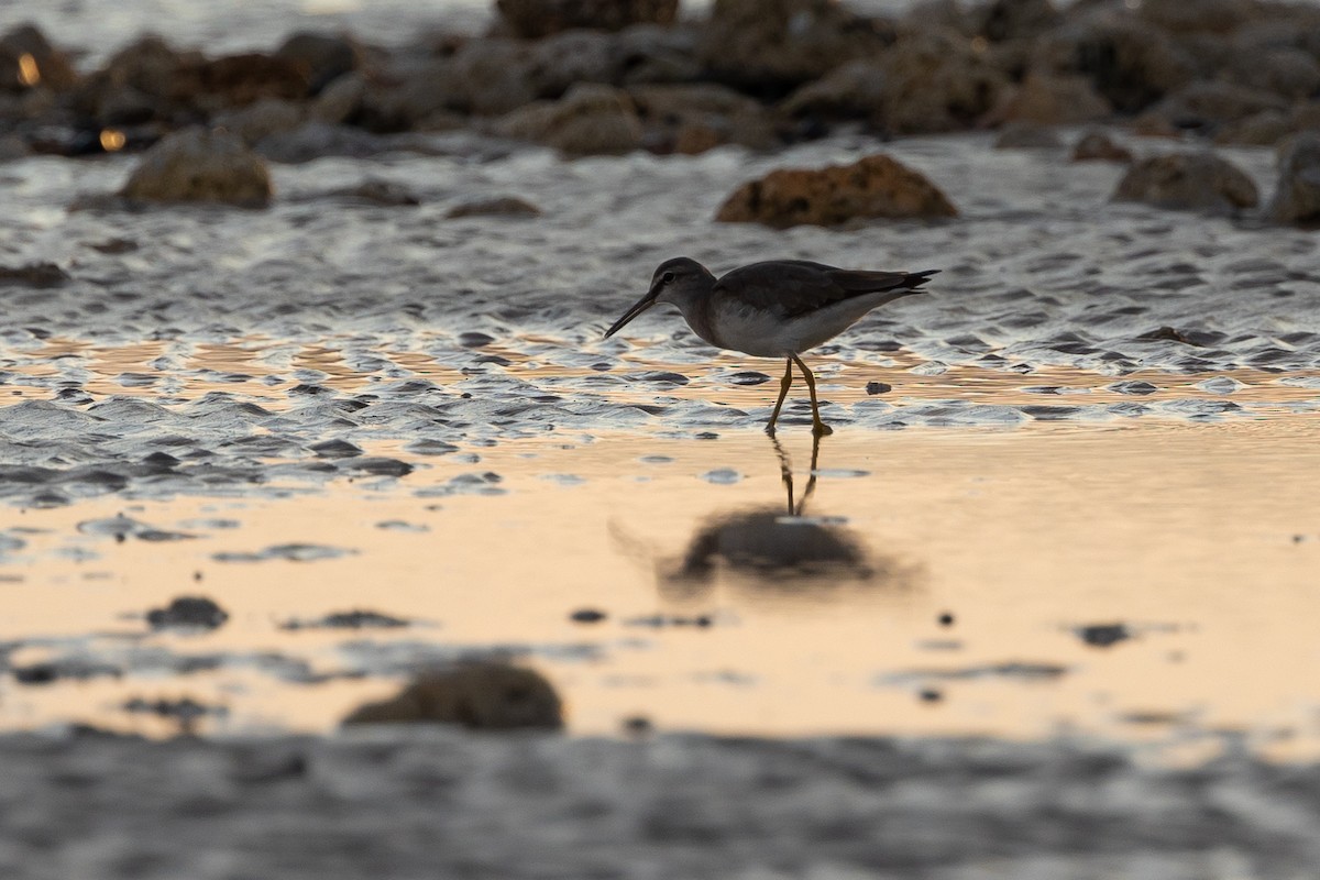 Gray-tailed Tattler - ML482005561