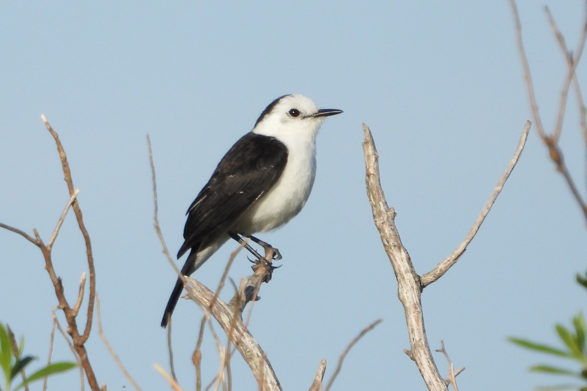 Black-backed Water-Tyrant - ML482005721