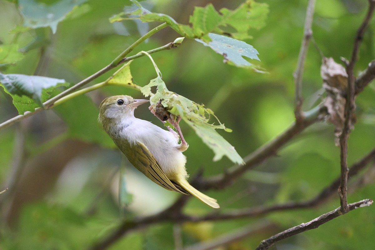 White-bellied Erpornis - Li-Kai Yen