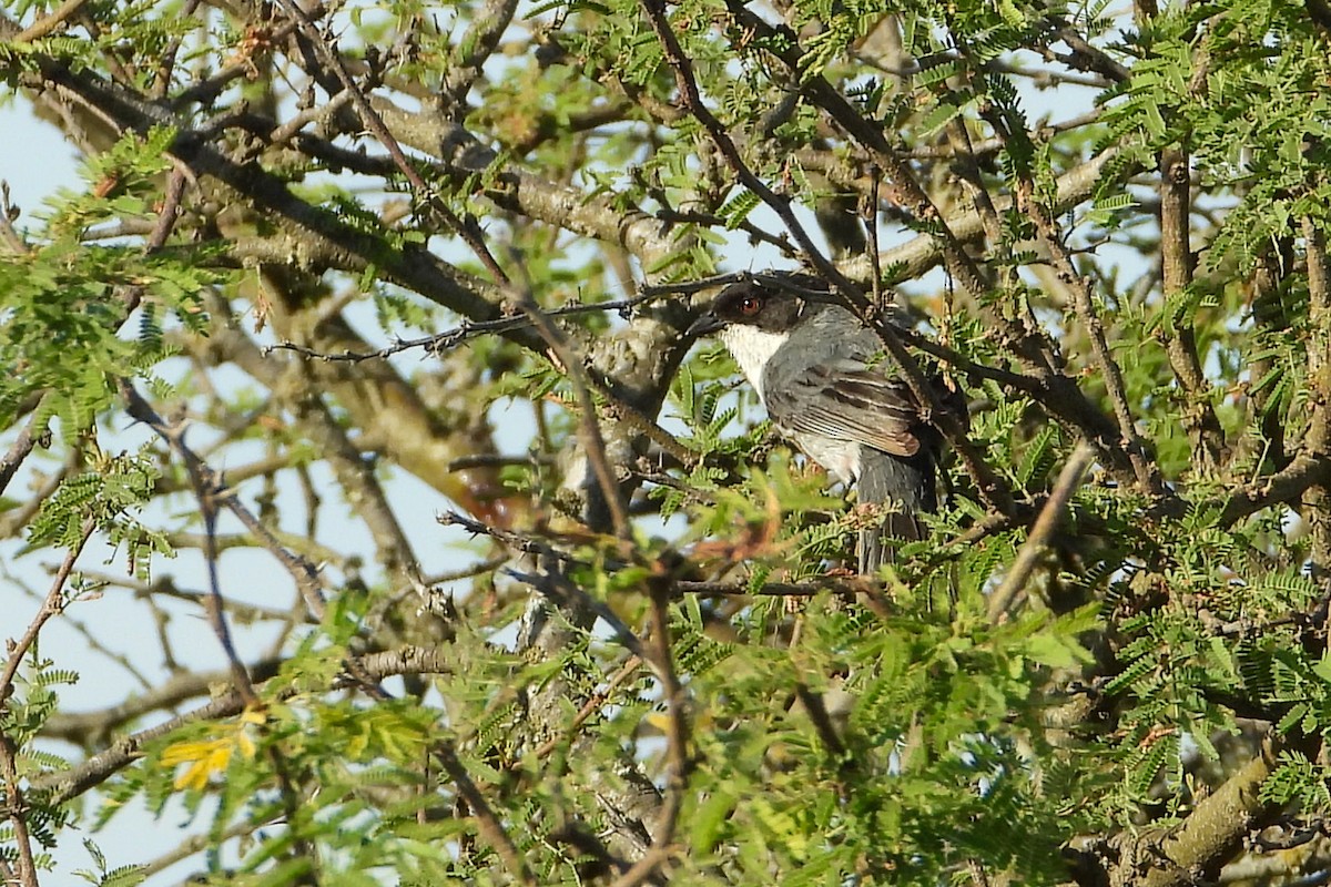 Black-capped Warbling Finch - ML482005871