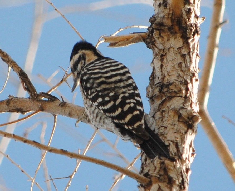 Ladder-backed Woodpecker - ML48200591
