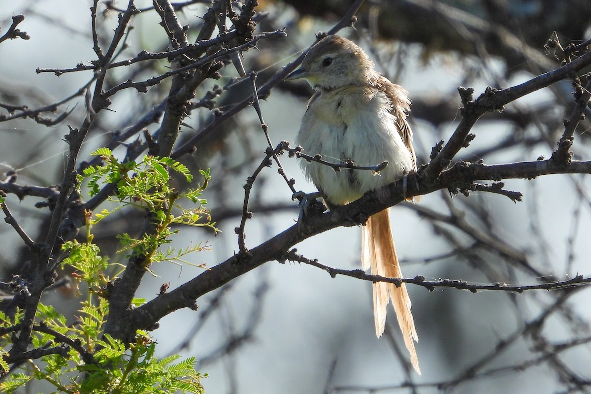 Chotoy Spinetail - ML482005981