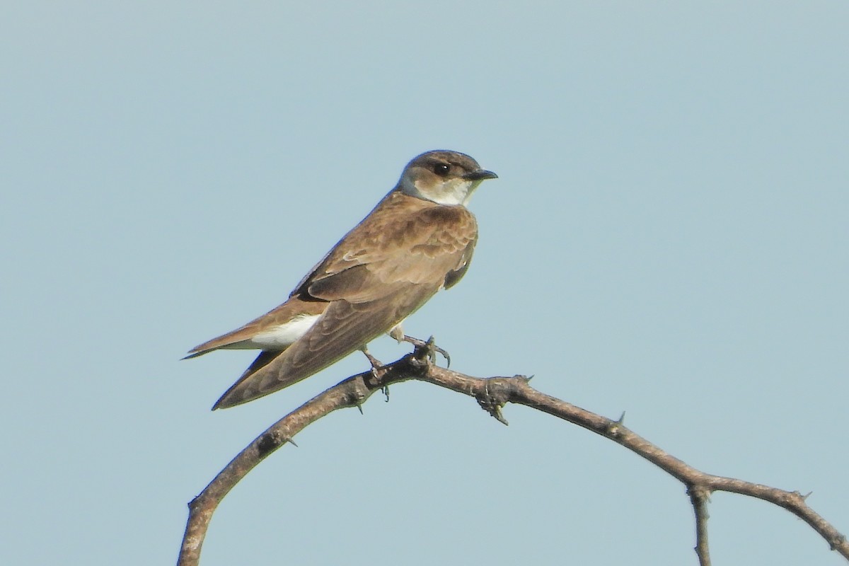 Brown-chested Martin - ML482006511