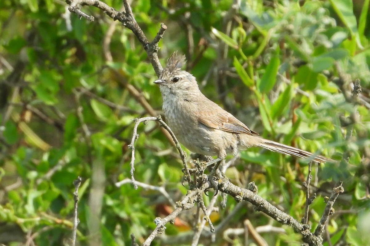Tufted Tit-Spinetail - ML482006701