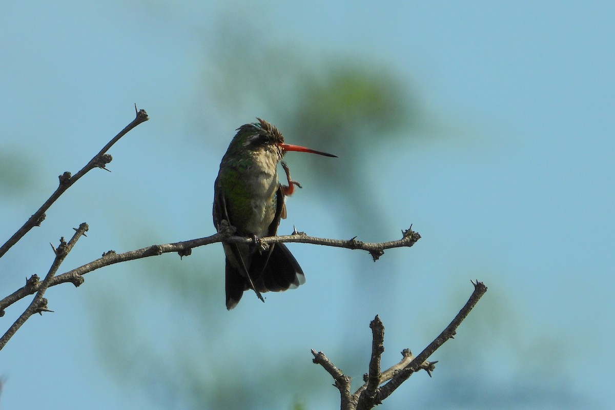 Glittering-bellied Emerald - ML482007201