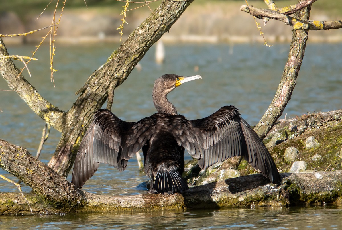 Great Cormorant - ML482007401