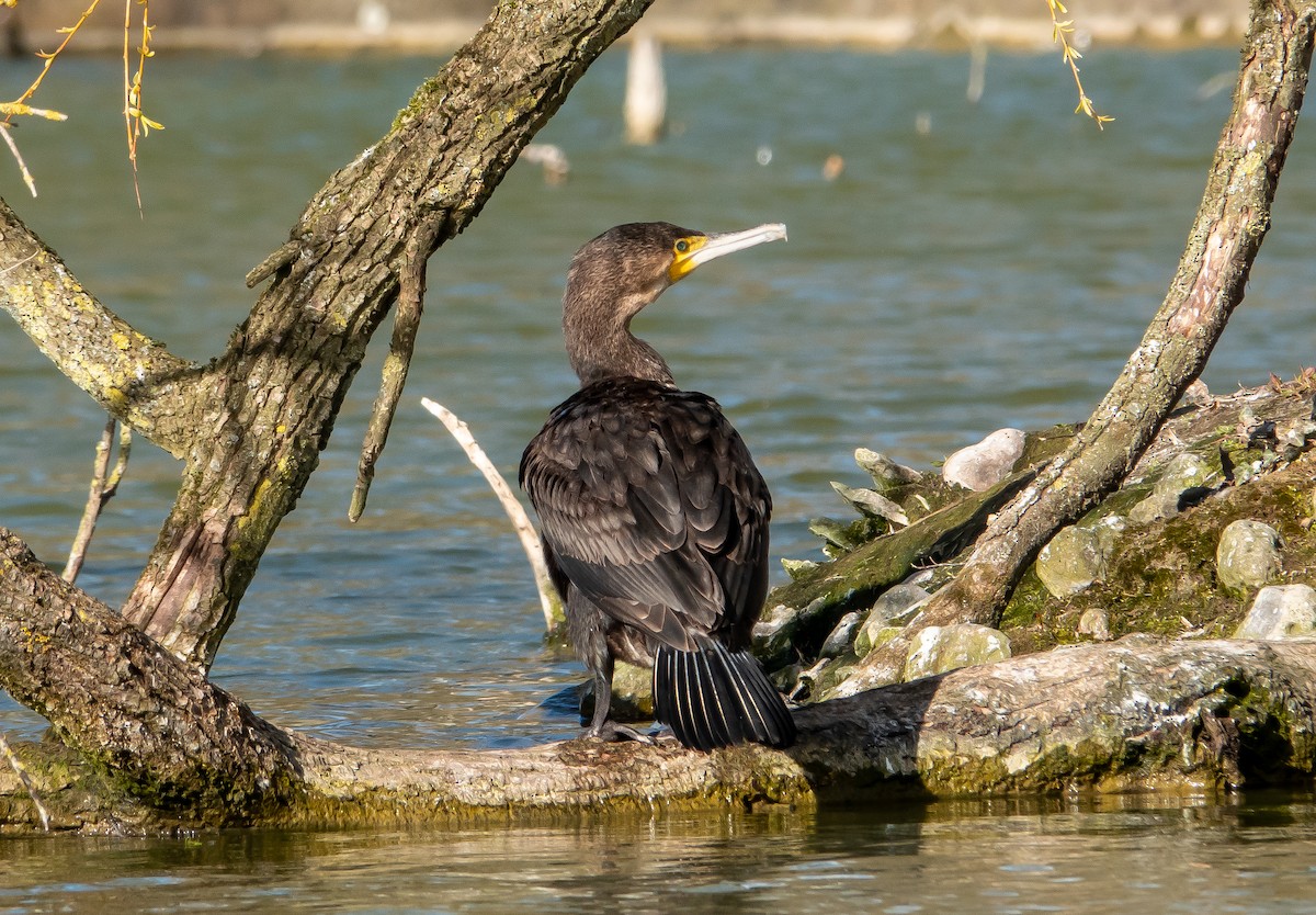 Cormorán Grande - ML482007411