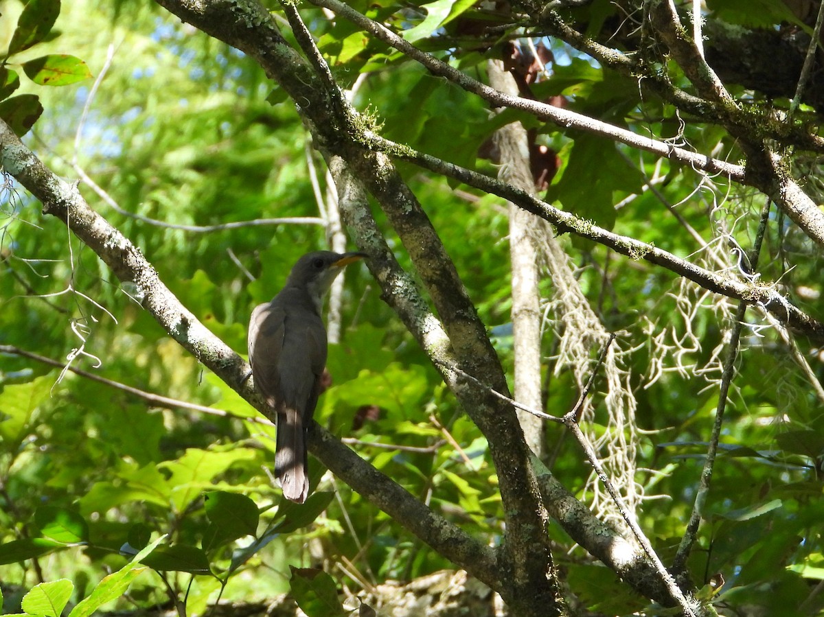 Yellow-billed Cuckoo - ML482007431