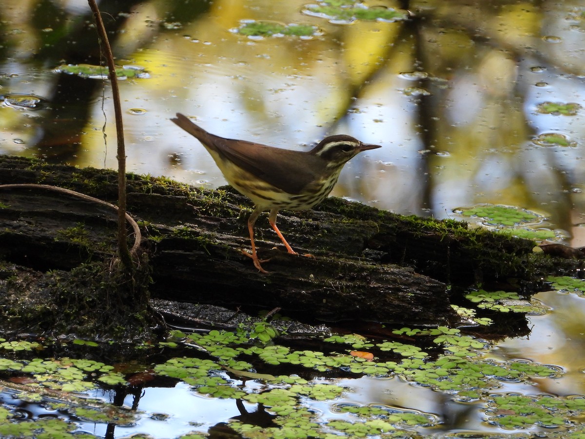 Louisiana Waterthrush - ML482007571