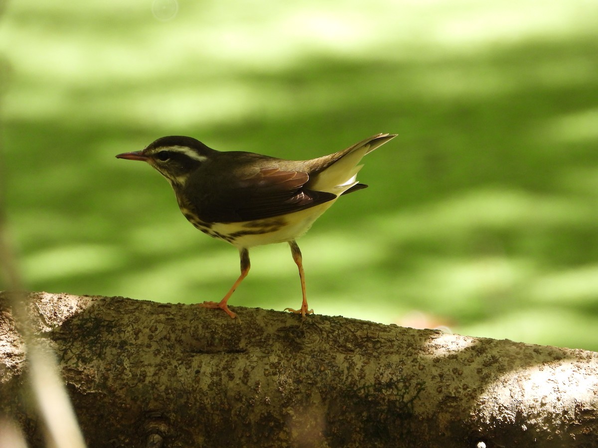 Louisiana Waterthrush - ML482007631