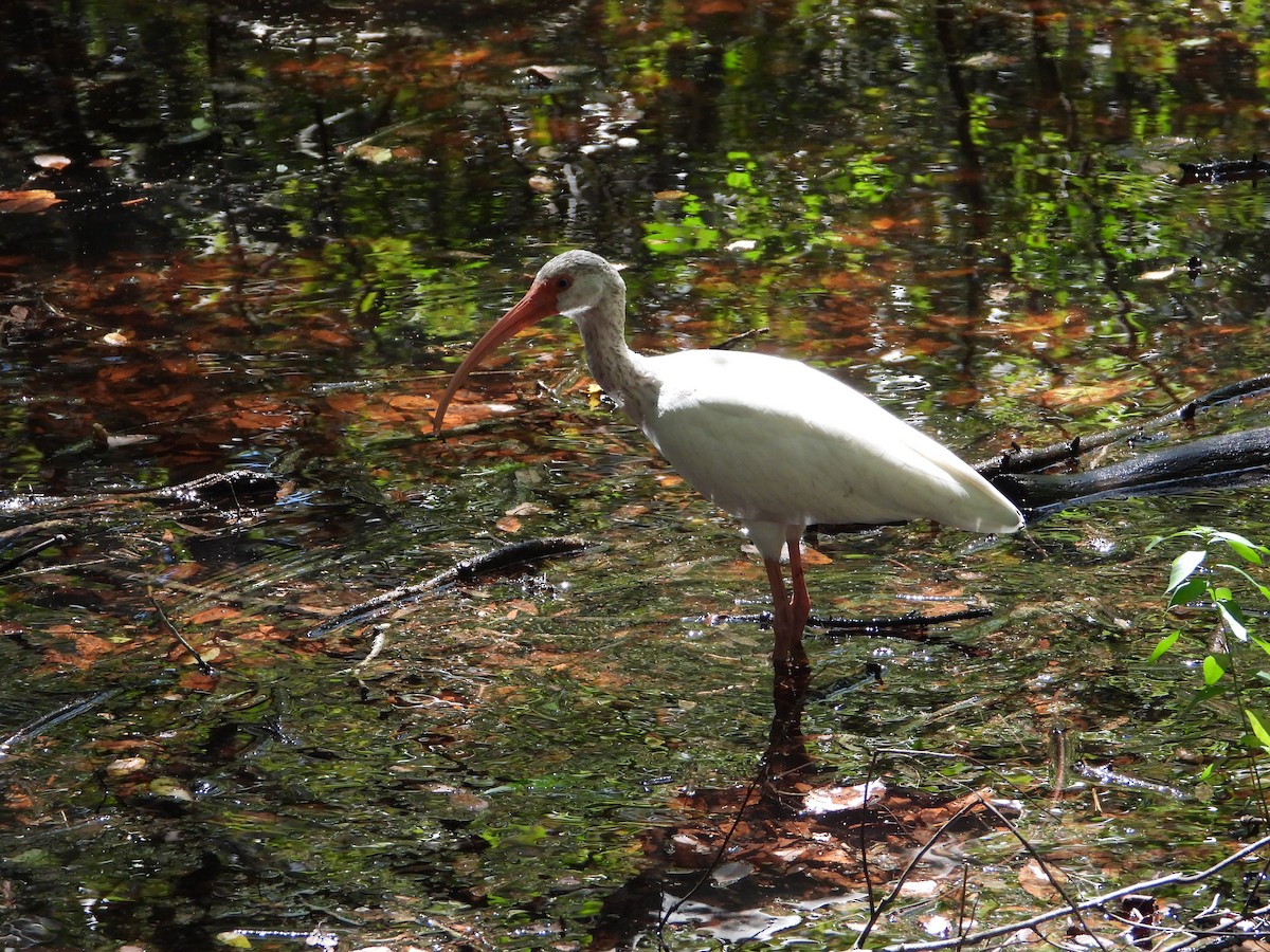 White Ibis - ML482007771