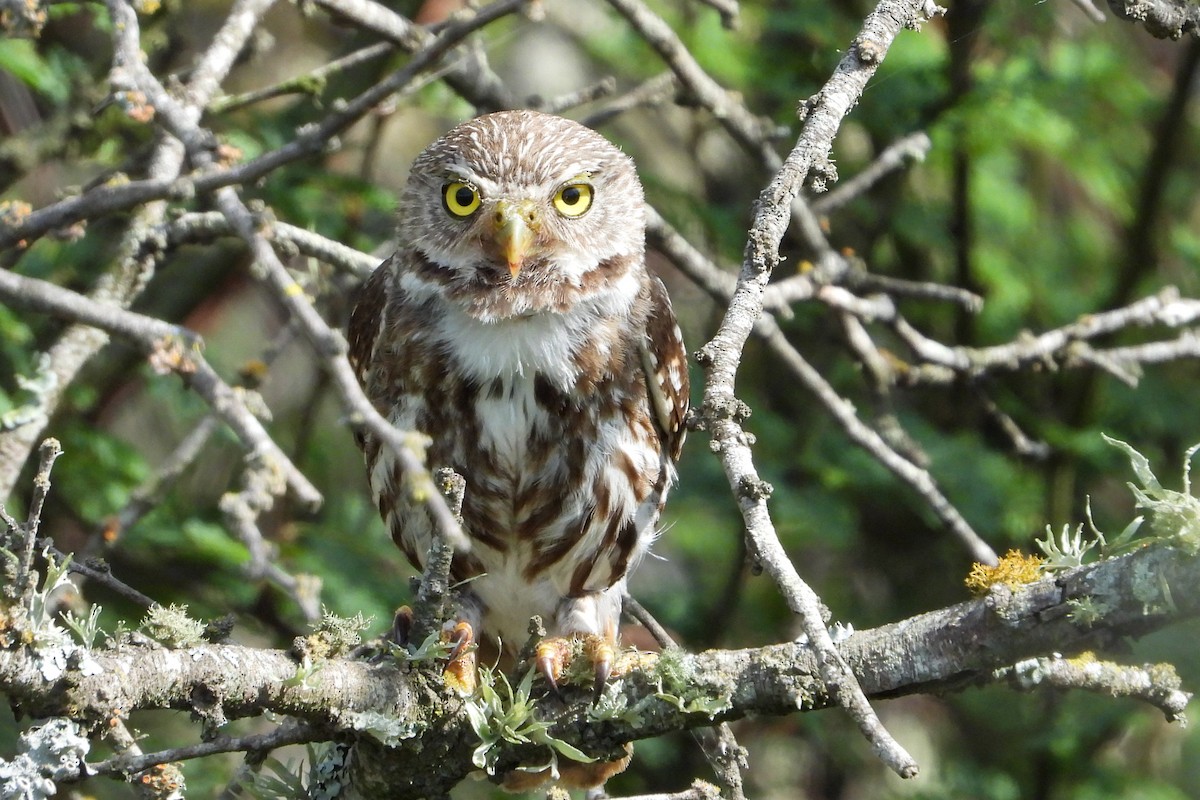 Ferruginous Pygmy-Owl - ML482007811