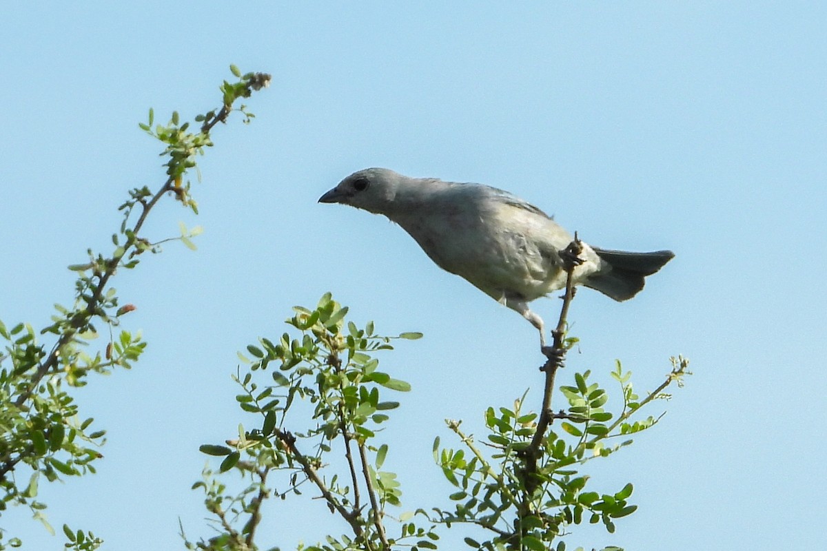 Sayaca Tanager - ML482007841