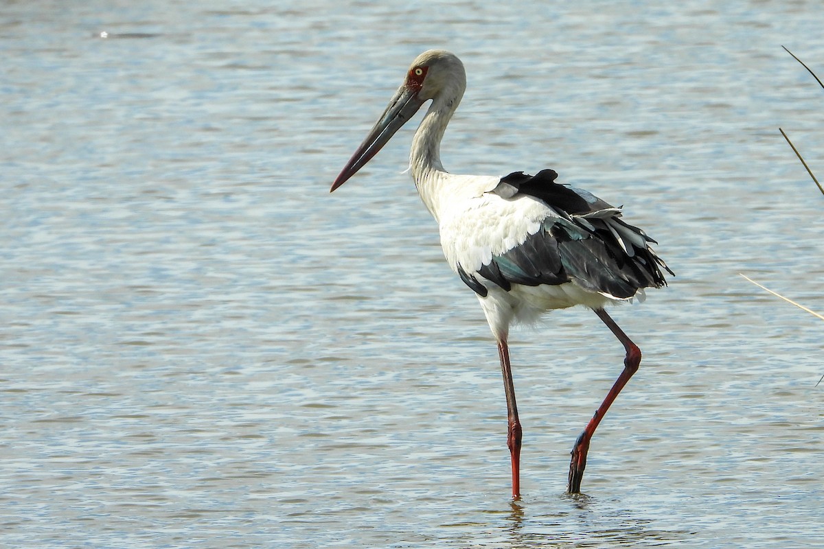 Maguari zikoina - ML482007921