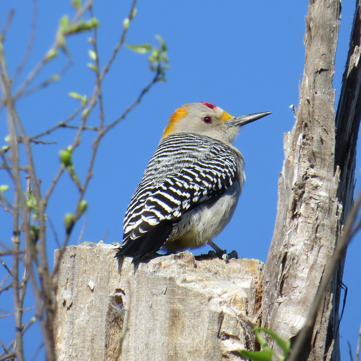 Golden-fronted Woodpecker - Charlotte Morris