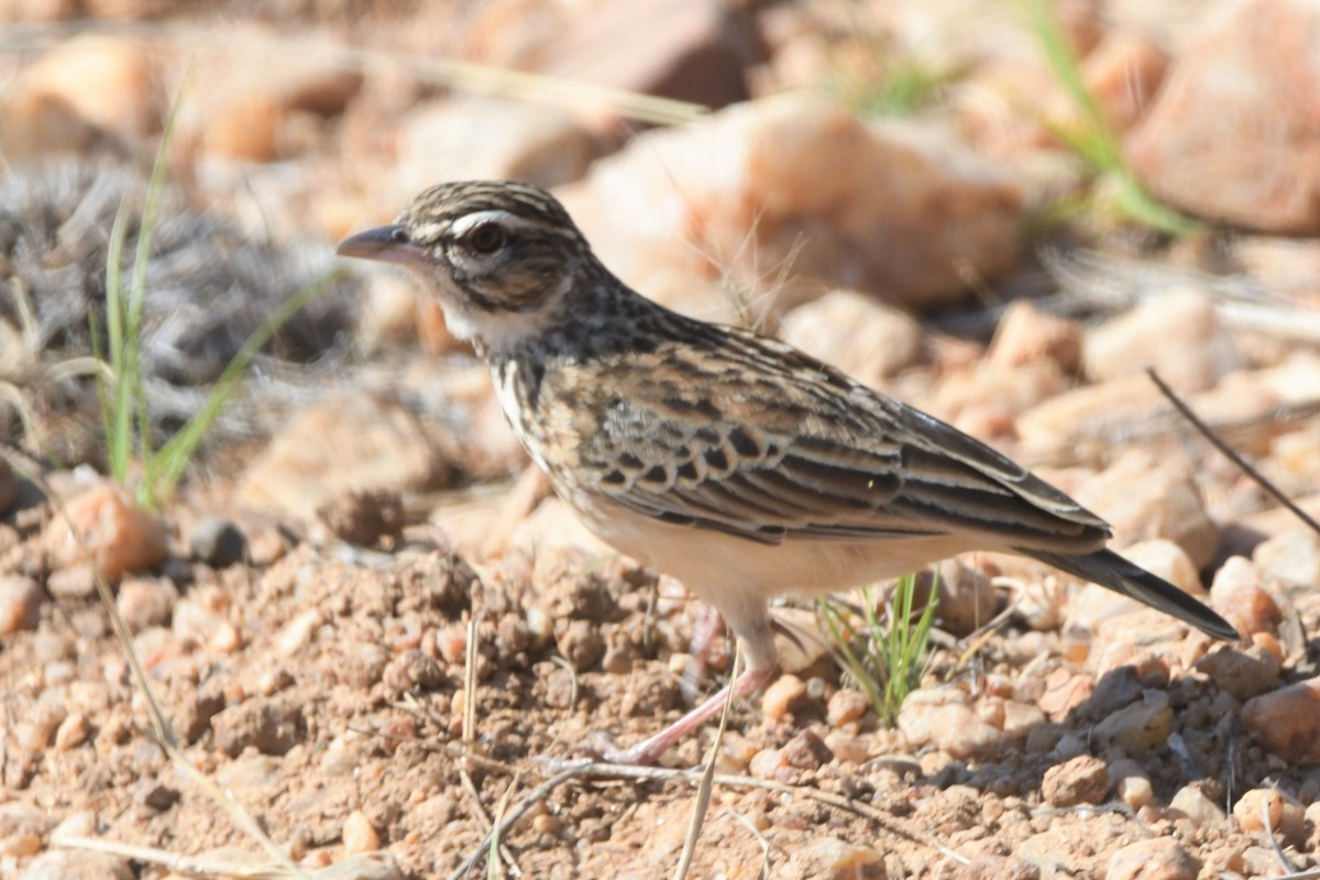 Sabota Lark - Jens De Bruycker