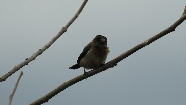 Black-faced Munia - ML482011621