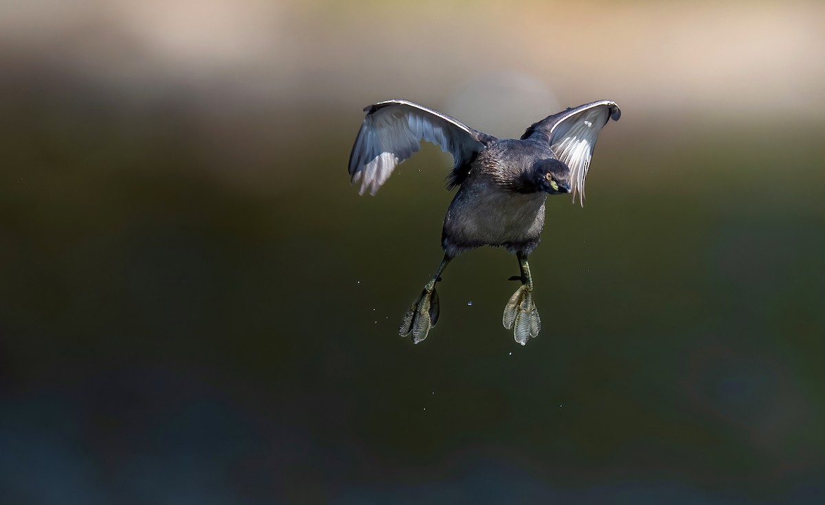 Australasian Grebe - ML482011871