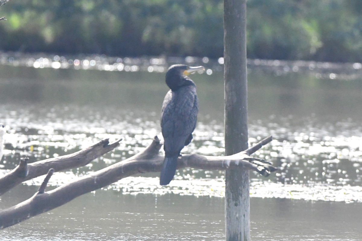 Great Cormorant (Australasian) - ML482012681