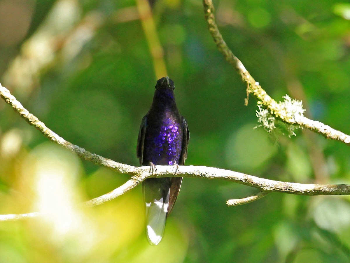 Violet Sabrewing - ML482012761