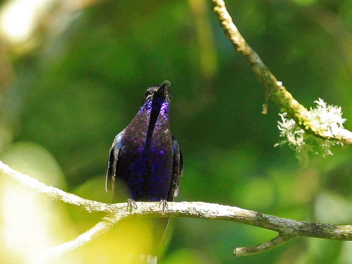 Violet Sabrewing - ML482013091