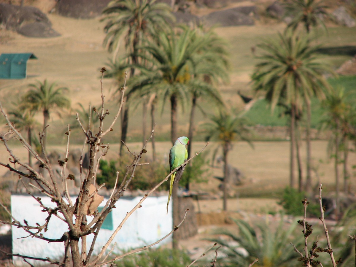 Rose-ringed Parakeet - ML482014831