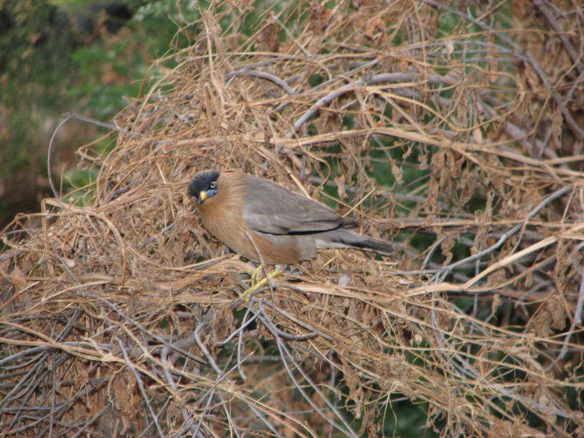 Brahminy Starling - ML482014861