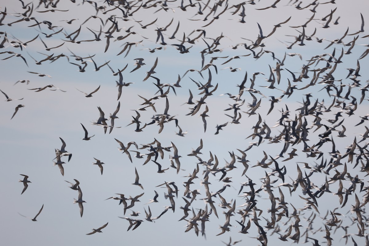 Sterna sp. - Ross Sormani