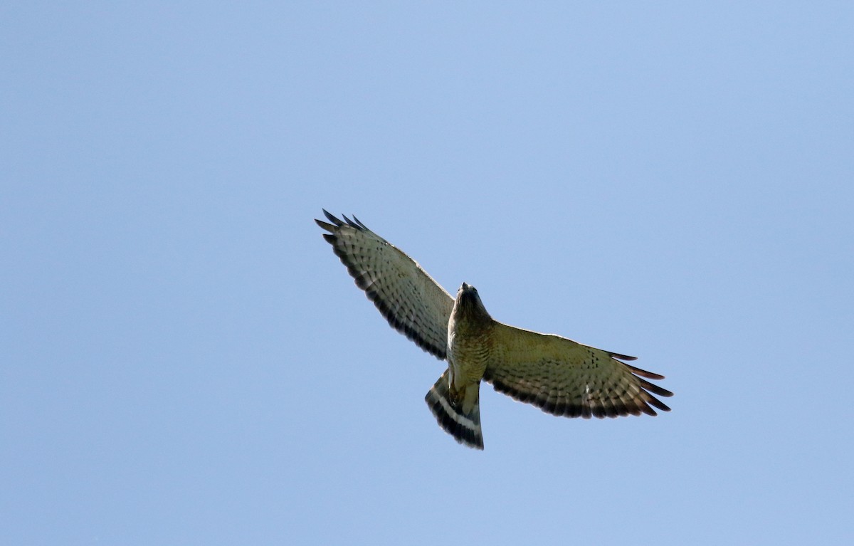 Broad-winged Hawk (Northern) - ML48201531